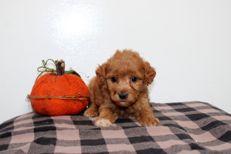 puppy, for, sale, Mini Golden Doodle F2B, Matthew B. Stoltzfus, dog, breeder, Gap, PA, dog-breeder, puppy-for-sale, forsale, nearby, find, puppyfind, locator, puppylocator, aca